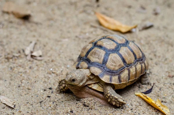 Las Tortugas Bebé Caminan Sobre Arena Para Encontrar Comida Sobrevivir —  Fotos de Stock