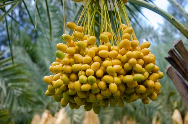 Żółta Świeża Data Owoce Palmy Roślin Ogrodzie Strzał Bliska — Zdjęcie stockowe