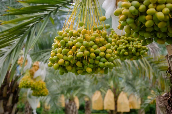 Frutto Verde Palma Dattero Sull Albero Giardino — Foto Stock