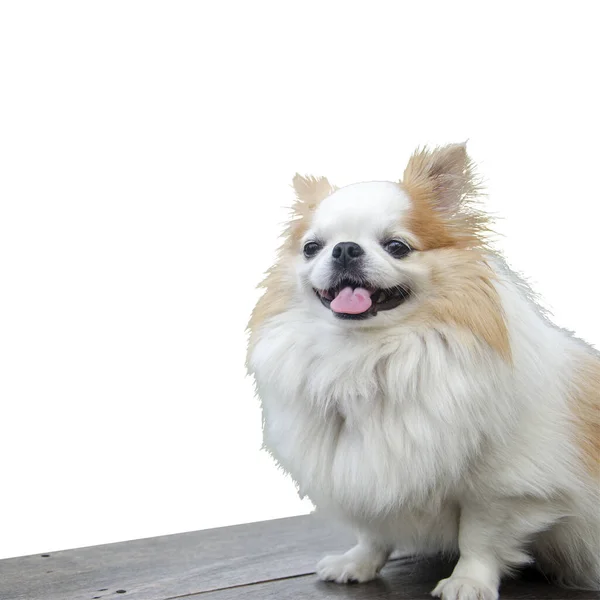 Leuke Glimlachende Witte Chihuahua Gezicht Zitten Geïsoleerd Witte Achtergrond Met — Stockfoto