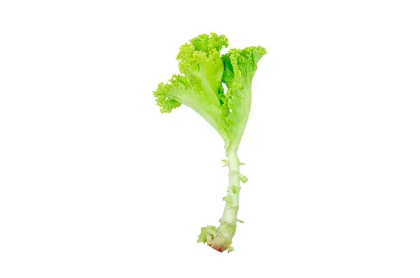 Saláta Salátalevelek Elszigetelt Fehér Alapon Egészséges Étel Felülnézet — Stock Fotó