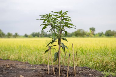 Mango ağacı, küçük mango ağacı, mango fideleri. pirinç alanları arkaplanı