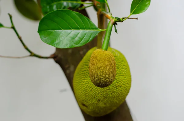 Jack fruits hanging in trees in a tropical fruit