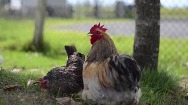 Stado Kurczaków Spaceruje Znaleźć Jedzenie Zielonej Trawie Kurczak Gospodarstwie Ekologicznym — Wideo stockowe