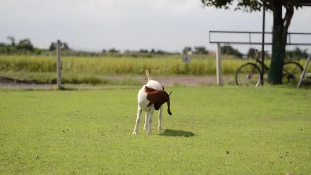 Pâturage Chèvres Sur Champ Ferme — Video