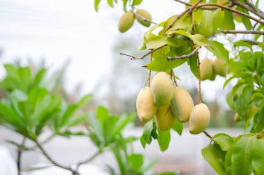 Evde yetiştirdiğim ağaçtan bir demet küçük mango. Boşluğu kopyala