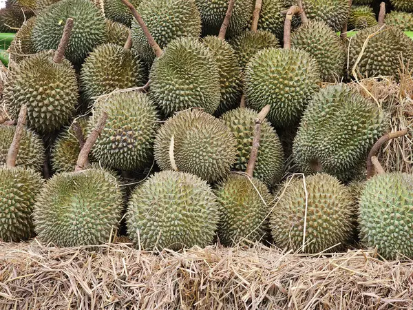 Backdrop Durian Placed Pile Straw — Stock Photo, Image