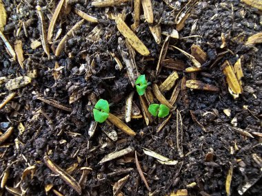 Tatlı fesleğen yetiştirme, tatlı fesleğen fidanlarıyla ilgilenme, evde bahçe işleriyle ilgili ipuçları. Üst görünüm