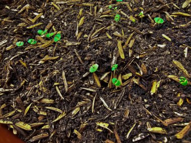 Tatlı fesleğen yetiştirme, tatlı fesleğen fidanlarıyla ilgilenme, evde bahçe işleriyle ilgili ipuçları.. 