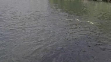 Bir gölette, yayın balığı ekmek yiyor.