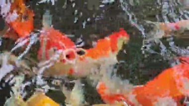 Göldeki koi balığının yakın çekim deseni.