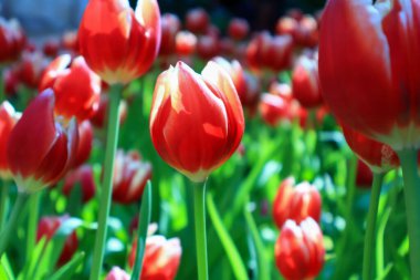 Bahçede güzel kırmızı laleler sergisi