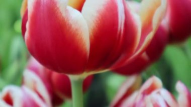 Bahçede güzel kırmızı laleler Kış çiçekleri