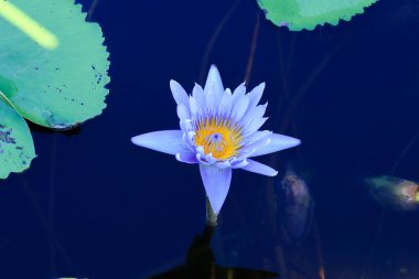 Botanik bahçesindeki mor nilüfer çiçekleri Tayland 'ın Rayong eyaletinde bir turistik cazibedir..