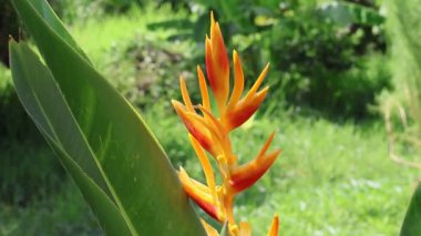Papağan gagası çiçeği. Heliconia psittacorum. Gerçek zamanlı.