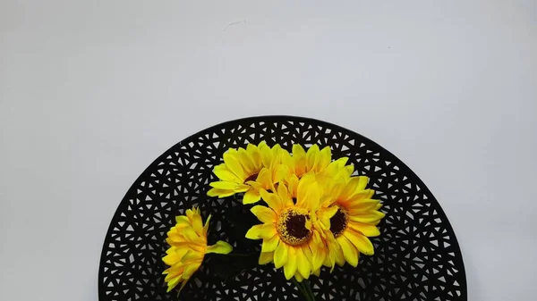 Sunflower on a black engraved plate with half view of photo and white background. Can be used for commercial or editorial