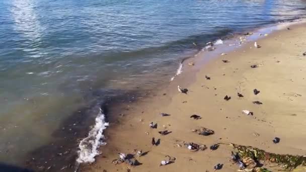 Tauben Ernähren Sich Vom Sand Des Strandes — Stockvideo