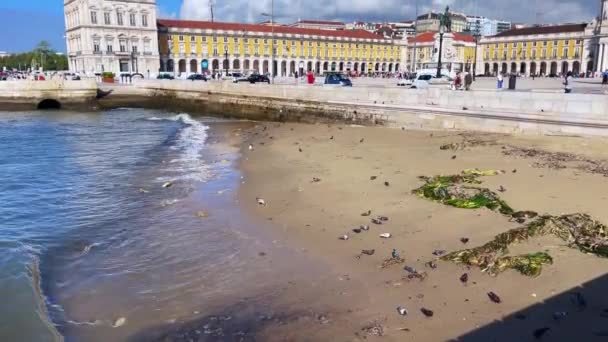 Lizbon Praca Comercio Nun Yanındaki Kumsaldan Beslenen Güvercinler — Stok video