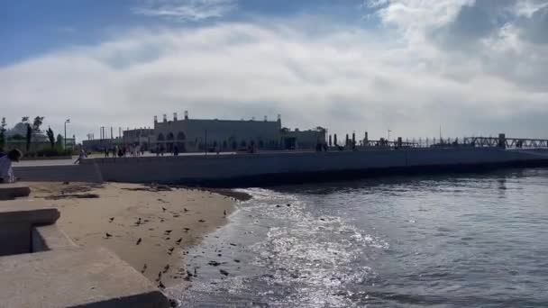 Palomas Alimentándose Arena Playa Junto Praca Comercio Lisboa — Vídeos de Stock