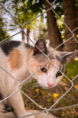 Halka açık bir parkta evsiz bir kedinin portresi