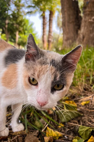 공원에 집없는 고양이의 — 스톡 사진