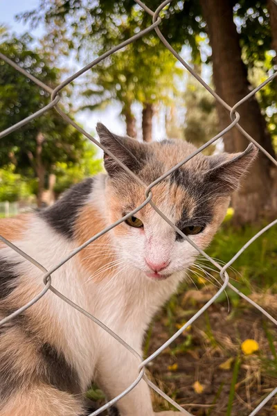 공원에 집없는 고양이의 — 스톡 사진