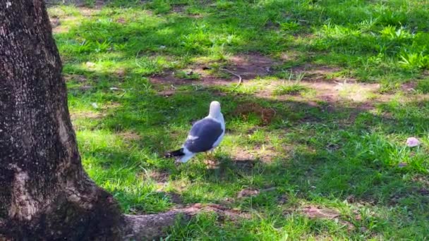Seagull Standing Grass Public Park — Stock Video