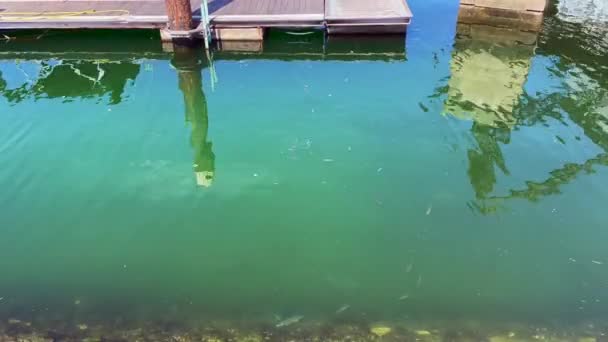 School Fish Swimming Water Surface Port — Stock Video