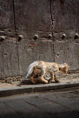 Sokakta yürüyen evsiz kedi yavrusu.