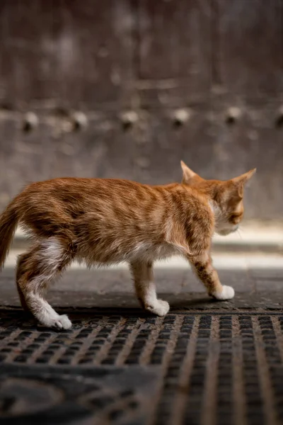 집없는 고양이가 거리를 — 스톡 사진