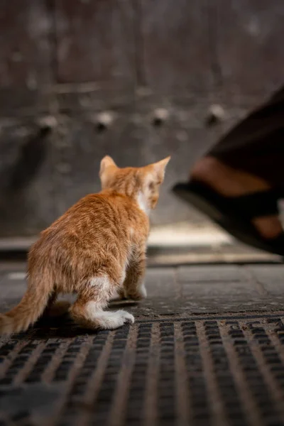 Homeless Kitten Walking Street — Stock Photo, Image