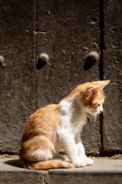 집없는 고양이 길가에서 아래서 — 스톡 사진