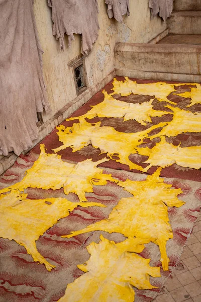 Yellow dyed hides set out to dry in a tannery in the old medina of Fez