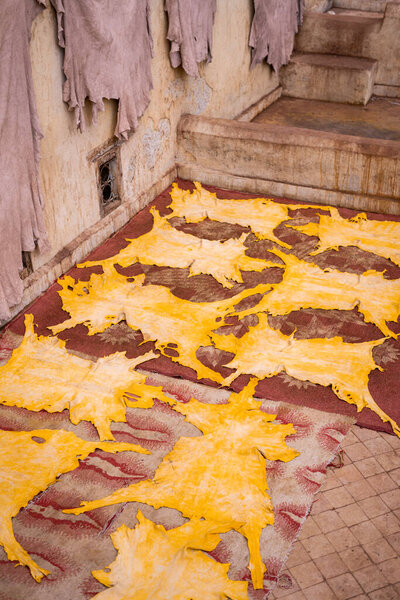 Yellow dyed hides set out to dry in a tannery in the old medina of Fez