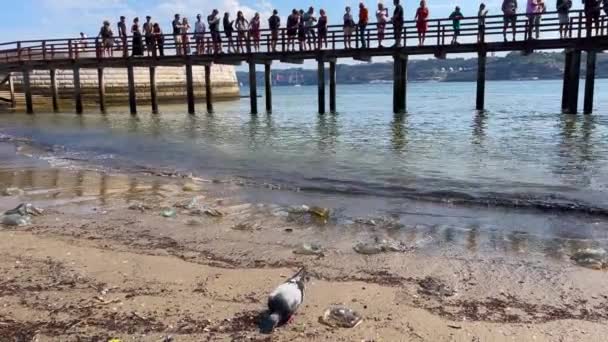 비둘기 마리가 해변에서 근처에서는 해파리가 먹는다 — 비디오