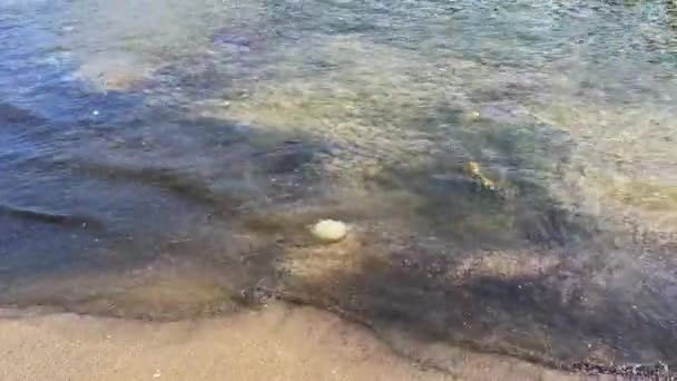 Medusa Morta Una Spiaggia Sabbiosa — Video Stock