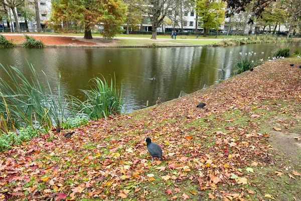 Parque Leopold Con Estanque Durante Temporada Otoño Bruselas — Foto de Stock