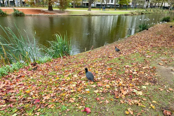 布鲁塞尔的利奥波德公园 秋天有一个池塘 — 图库照片