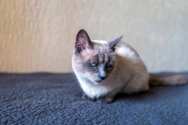 Mavi gözlü küçük Siyam kedisi kanepede dinleniyor.