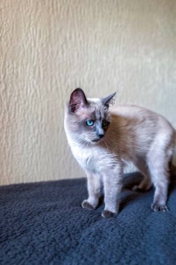 Mavi gözlü küçük Siyam kedisi kanepede dinleniyor.