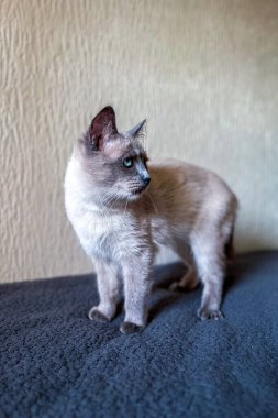 Mavi gözlü küçük Siyam kedisi kanepede dinleniyor.