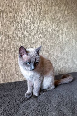 Mavi gözlü küçük Siyam kedisi kanepede dinleniyor.