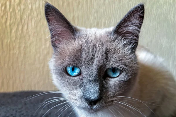 눈으로 소파에서 고양이 — 스톡 사진