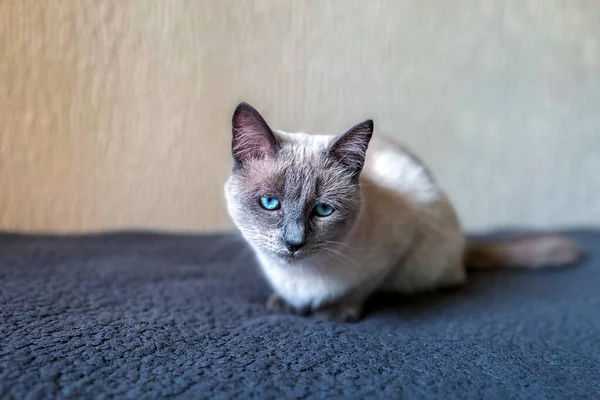 눈으로 소파에서 고양이 — 스톡 사진