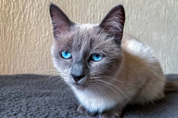 Pequeno Gatinho Siamês Com Olhos Azuis Relaxando Sofá — Fotografia de Stock