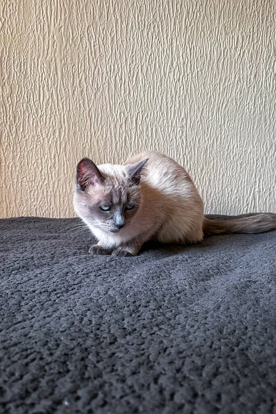 Kleine Siamkatze Mit Blauen Augen Entspannt Auf Dem Sofa — Stockfoto