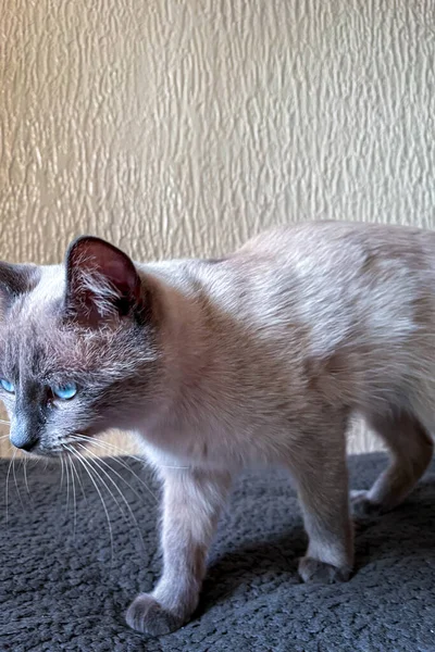 Pequeño Gatito Siamés Con Ojos Azules Relajándose Sofá —  Fotos de Stock