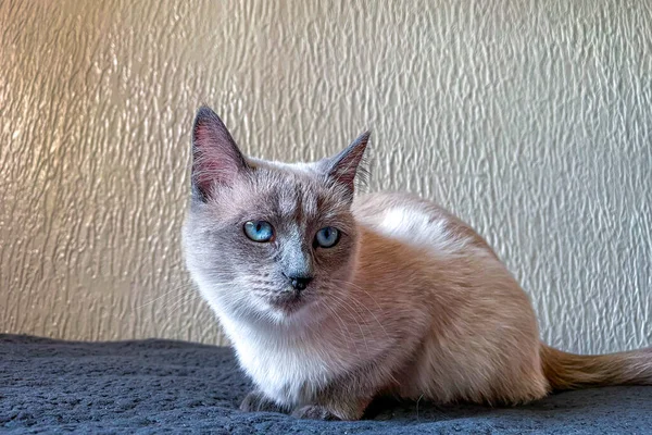 暹罗小猫咪 蓝眼睛 躺在沙发上休息 — 图库照片