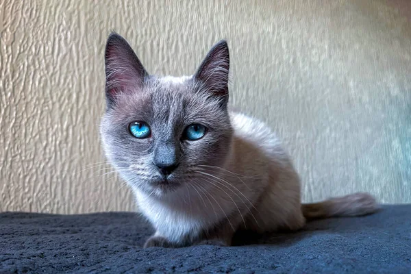 Mały Syjamski Kotek Niebieskimi Oczami Relaksujący Się Kanapie — Zdjęcie stockowe