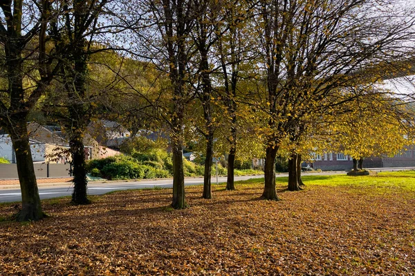 Leeg Park Met Herfstbladeren Grond België — Stockfoto